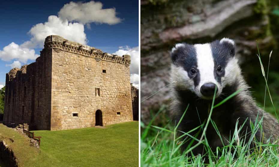 Craignethan Castle and a not particularly angry looking young badger.
