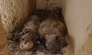 The two mummies found inside a sealed tomb at Taposiris Magna, that would originally have been completely covered with gold leaf. Photograph: Arrow Media