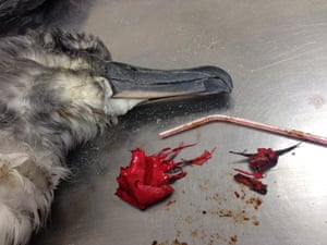 A dead shearwater bird rests on a table next to a plastic straw and pieces of a red balloon found inside of it on North Stradbroke Island, Queensland.