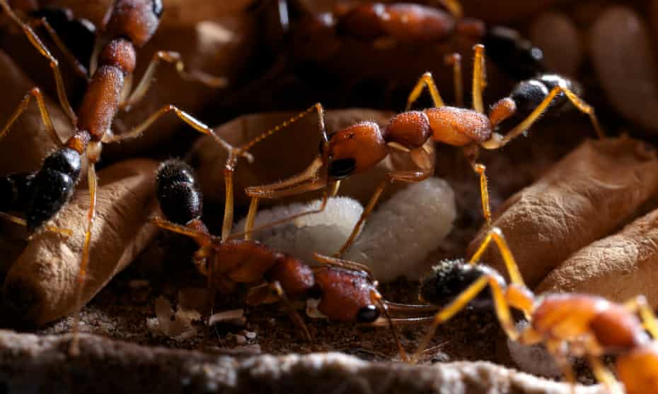 Jumping ant (Harpegnathos saltator) guarding pupae and larvae at the nest.