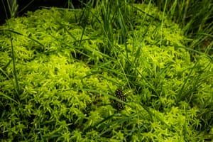 Uma rã corroboree do norte no Zoológico de Taronga em Sydney, Austrália.