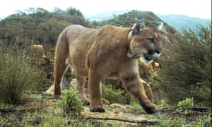 Residents have been warned to be watchful after sheriff’s office said a mountain lion might be responsible for the death of a man in rural Texas.