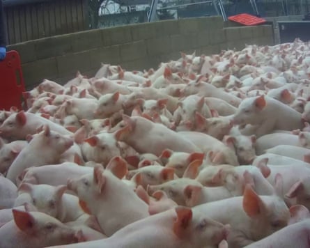 Hundreds of pigs crammed into a pen