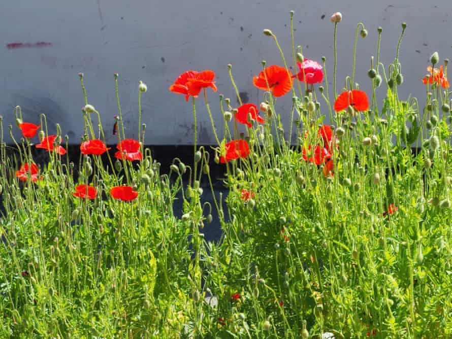 Poppies, Stoke-on-Trent.