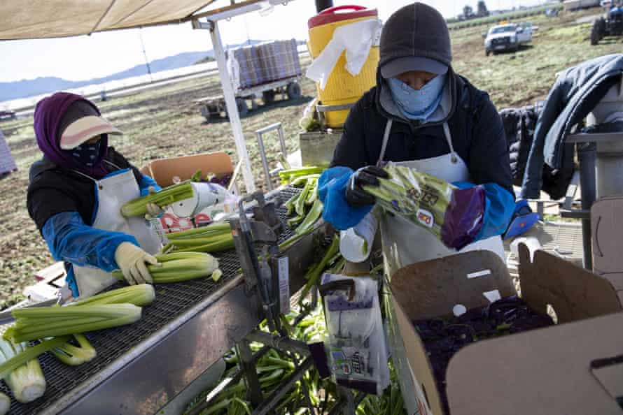 Agriculture workers in Oxnard wear face masks as they pack celery for shipping.