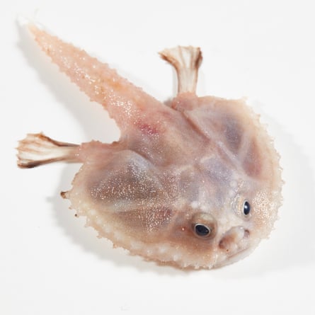 A deep-sea batfish.