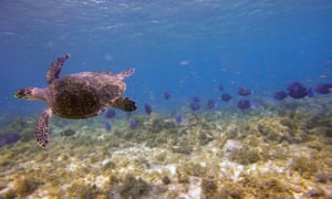 Turtle swimming at Tobago Cays.