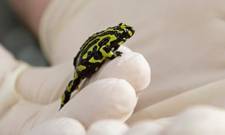 Herpetofauna Supervisor Michael McFadden holds a Northern Corroboree frog in his hand at Taronga Zoo; the frog is marked with blobby stripes of black and bright yellow-green