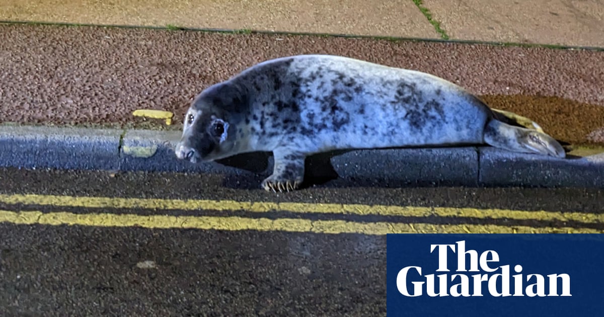 Stranded seal pup rescued after being spotted outside kebab shop in Norfolk