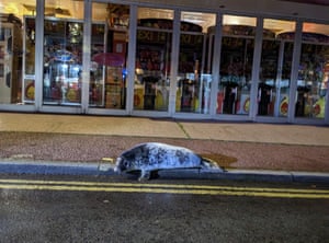 A grey seal pup which was rescued outside a kebab shop in Hemsby, Norfolk