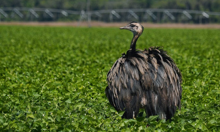 An emu in a soya bean field, Mato Grosso, Brazil.