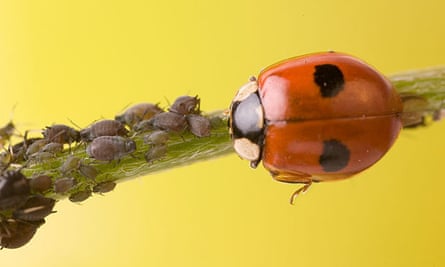 Aphids and ladybird