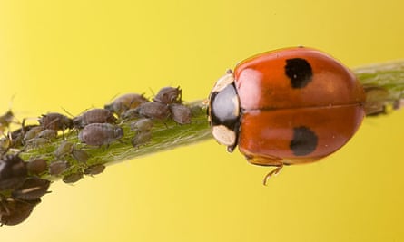 アブラムシとテントウムシ