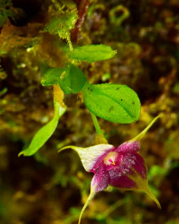 een nieuwe soort Brachionidium, of bekorchidee
