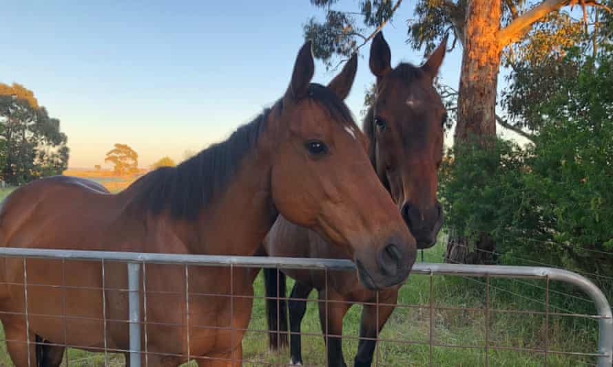 Calla Wahlquist’s two ponies