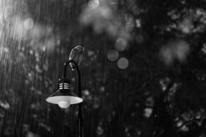 Black and White. On My Own. ‘I was watching this fledgling Buffy Fish Owl perched in a tree when heavy rain began to fall. It flew down to a low, unlit street light. The bird remained quite still, its feathers drenched by the rain, but occasionally shook itself vigorously, sending water droplets flying in all directions. This moment captured the resilience of wildlife enduring unpredictable weather.’