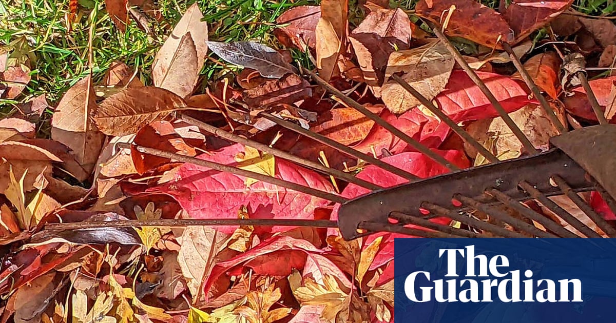 Country diary: Autumn is a time to rake in the wildlife | Phil Gates