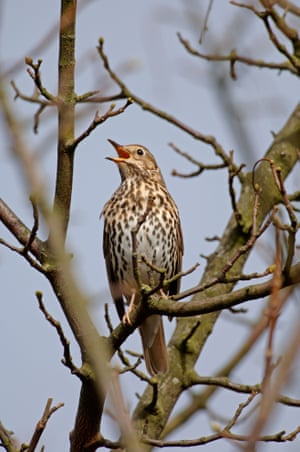 Chris Packham: aprender a amar babosas ayudará jardín de vida silvestre flor 1 A song thrush in Swaledale, Yorkshire.