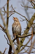A song thrush in Swaledale, Yorkshire.