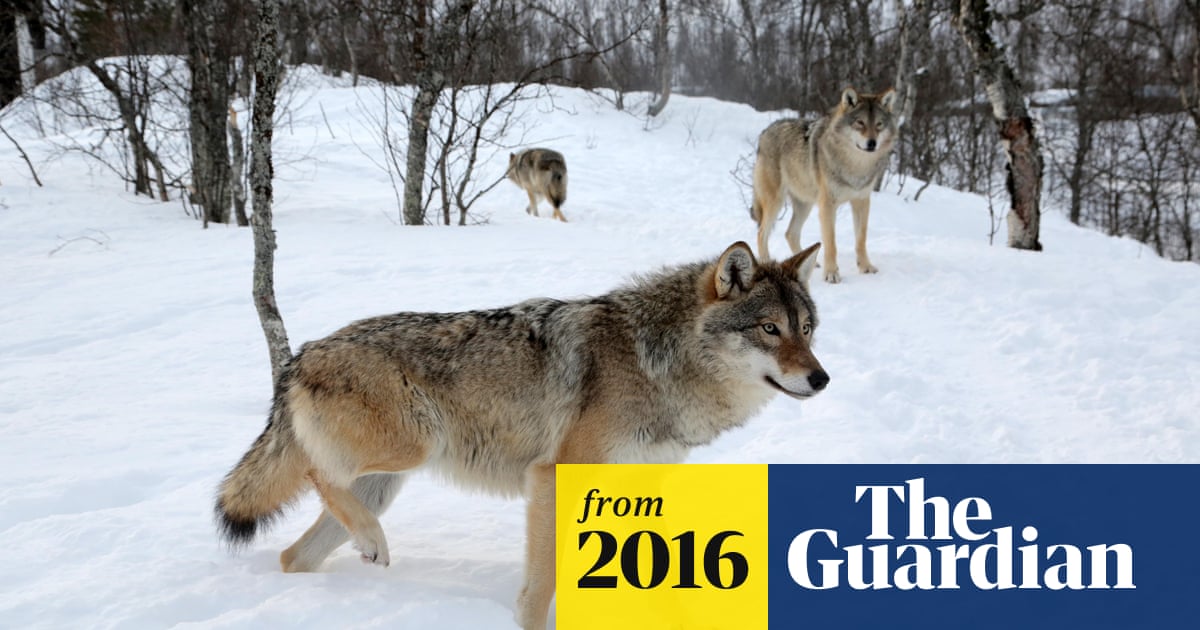 https://www.theguardian.com/environment/2016/sep/16/norway-wolf-cull-government-wwf-friends-earth-environment-protest social preview image