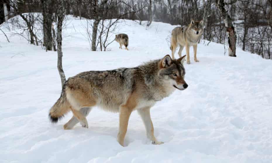 A pack of wolves in Norway