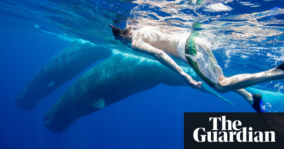 australia jobs ocean 4 extraordinary whales An sperm orcas and between battle australia jobs ocean 4 extraordinary whales An sperm orcas and between battle