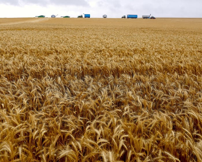 Paraquat will continue to be used in Australia despite 70 countries banning weedkiller over Parkinson’s disease fears