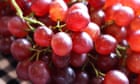 UK trial to assess if red grape chemical can prevent bowel cancer