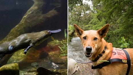 Sniffer dogs are being trained to track down threatened platypus populations – video