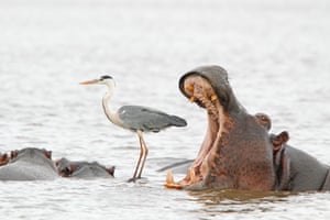 A hippo yawns next to a heron standing on the back of another hippo in Kruger national park, South Africa