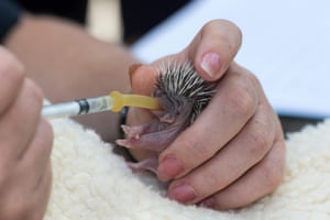 An orphaned baby hedgehog is fed at the Secret World animal rescue centre, Somerset, in June.