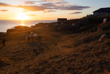 A group of ponies grazing neat the shoreline at sunset, two of them apparently ill at ease with each other