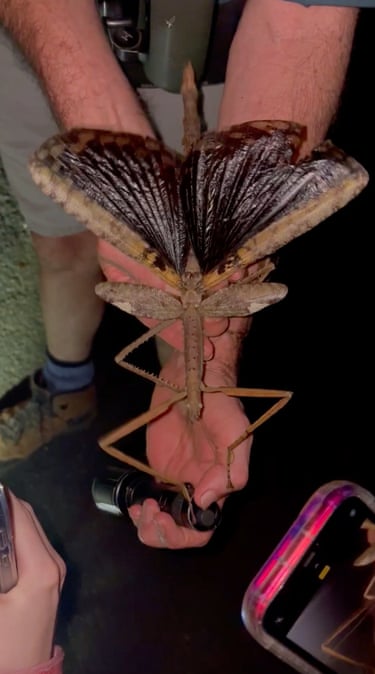 A new stick insect species has been discovered in Queensland. It is 40cm (16in) long and thought to be the heaviest insect in Australia