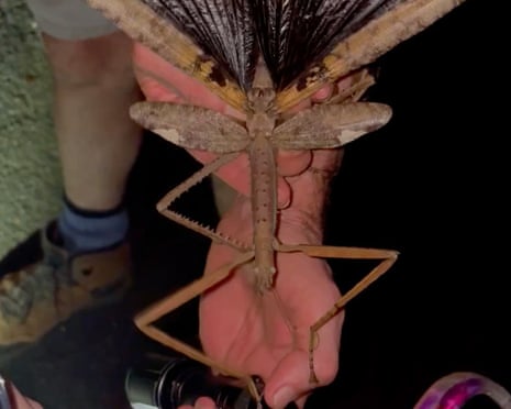 Stick Insect Anatomy