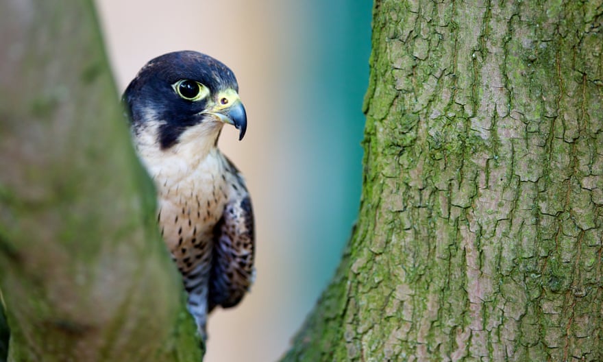 Peregrine in a tree
