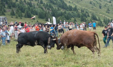 Ring my bell: the Combat des Reines or cow fight – a traditional Swiss event. These are rare Herens cattle.
