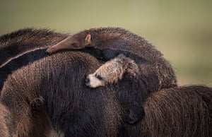 Female giant anteater and baby