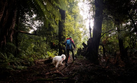 Jenny Lux with her dog Skye during kiwi avoidance training at Mamaku, near Rotorua, New Zealand