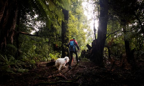 Jenny Lux with her dog Skye during kiwi avoidance training at Mamaku, near Rotorua, New Zealand