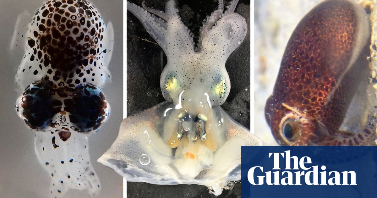 Discovered in the deep: the squid that makes a decoy out of its own skin