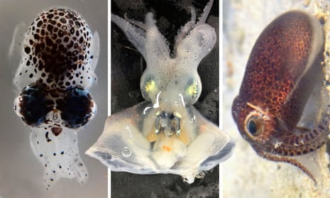 Bobtail Squid clockwise: Eumandya parva, Lusepiola birostrata and Euprymna brenneri