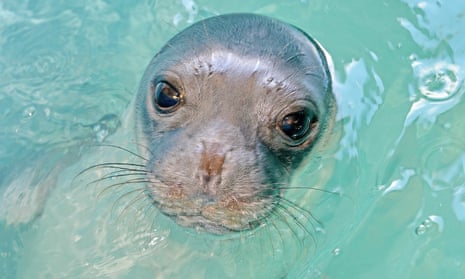 Monk seals such as Kostis are considered among the world’s most threatened species.