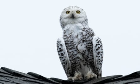 Snowy owl on a roof.