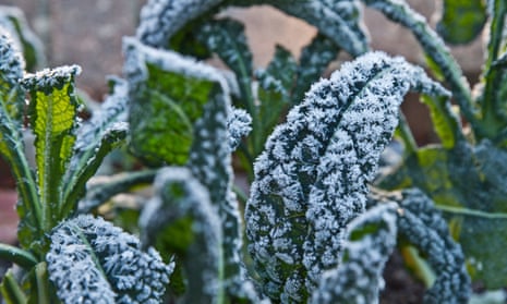 A close-up of frost-covered kale, growing