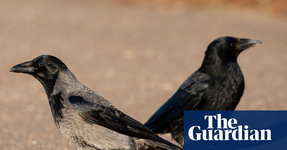 Country diary: Birds of a feather in a noisy argument | Mary Montague