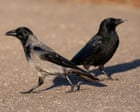 Country diary: Birds of a feather in a noisy argument | Mary Montague