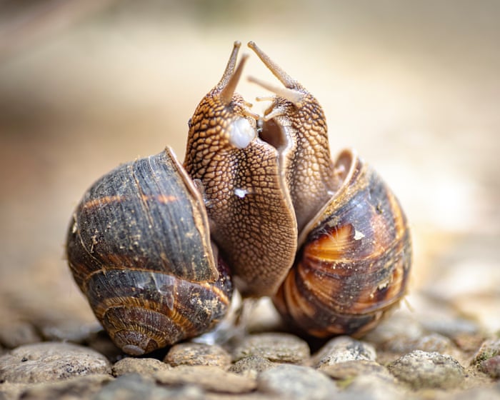 Why aren’t more animals hermaphrodites?