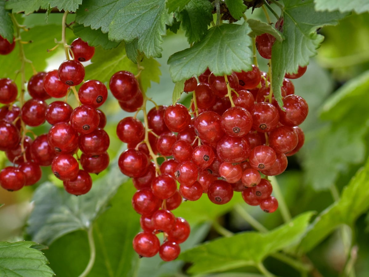 Currents Berry Bush