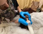Cub found alone in US woods now being raised by wildlife staff in bear costumes