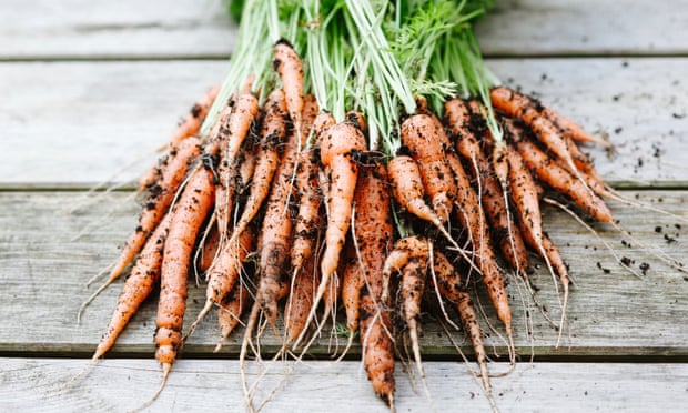 Freshly picked carrots covered in soil